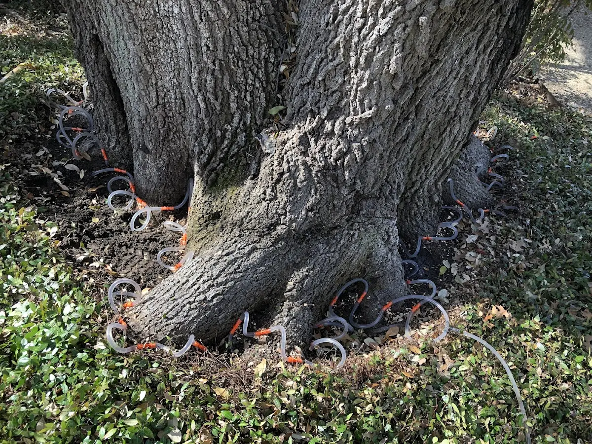 Detailed Tree Cabling and Bracing job site in East Spencer