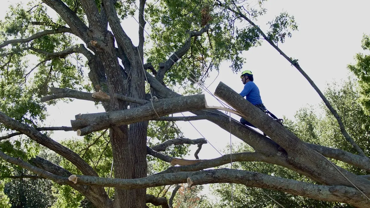Professional Crown Thinning performed by certified arborists in East Spencer